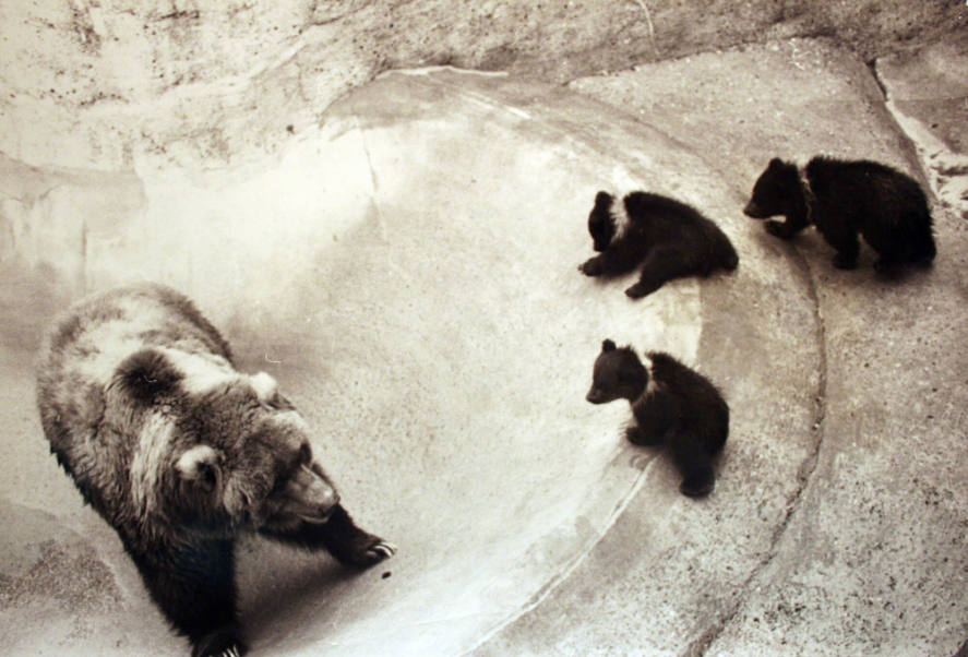 Triplet Kodiak Bear Cubs