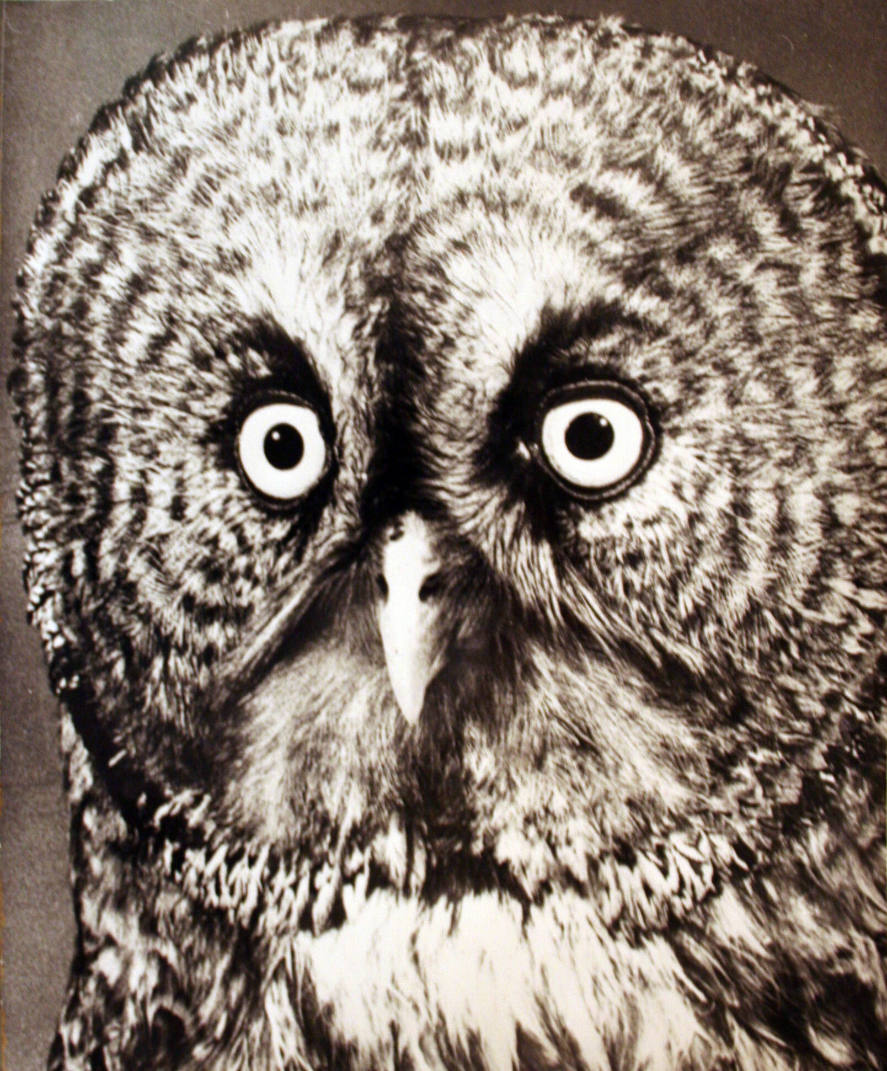 Great American Grey Owl