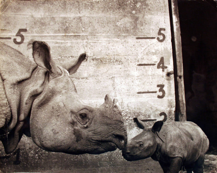 Whipsnade's Baby Rhino