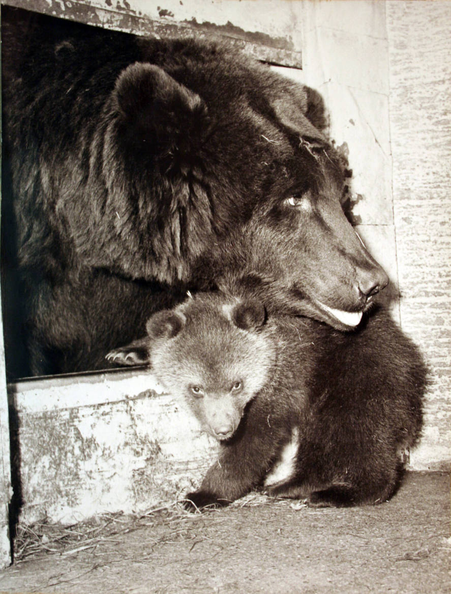 Young Bears in Zoo Hellabrunn