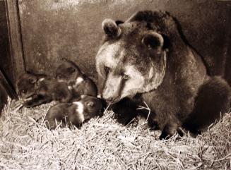 Nine Brown Bear Cubs