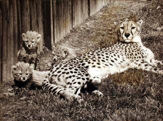 Cheetahs