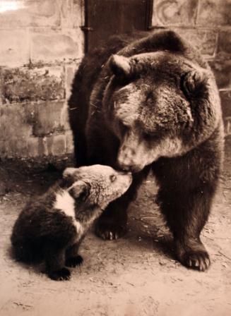 Three Weeks Old Bear Cub