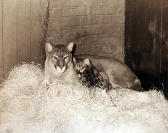 Puma Cub Born at London Zoo