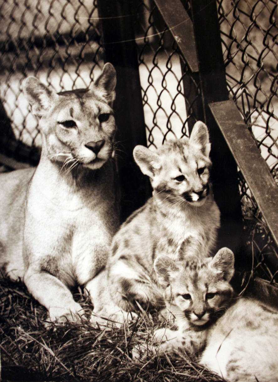 Puma Kittens