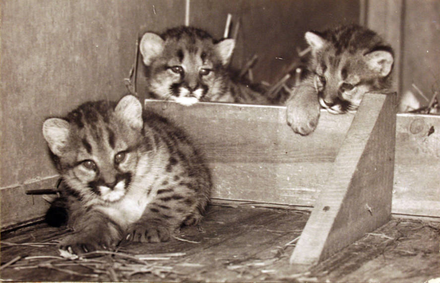 3 Baby Cats in Barn