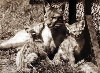 Diana the South American Puma