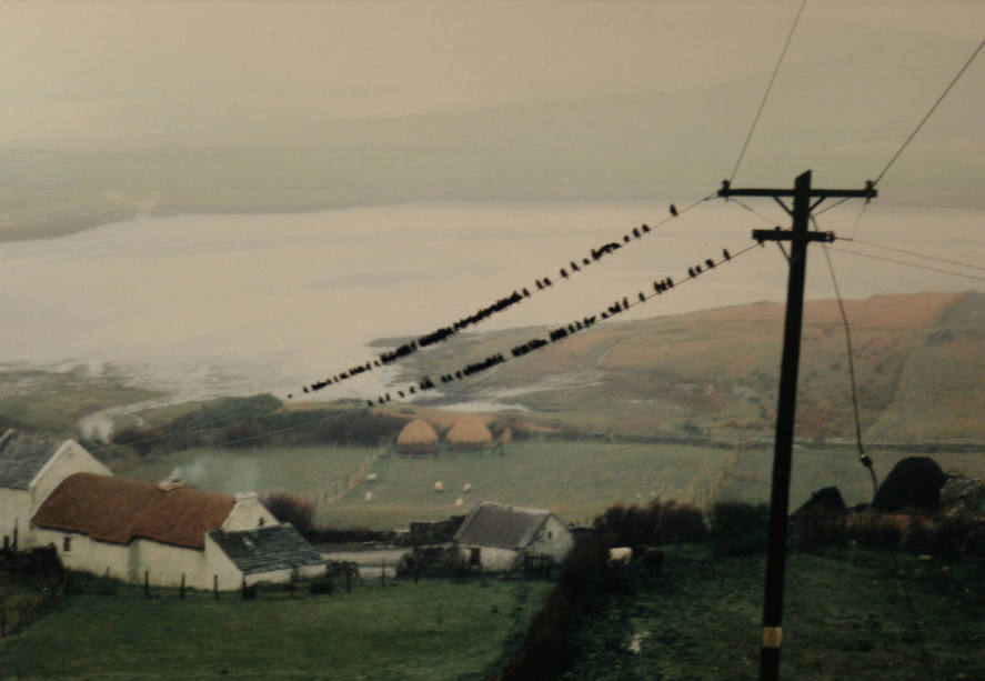 Birds, Bloody Foreland, Donegal