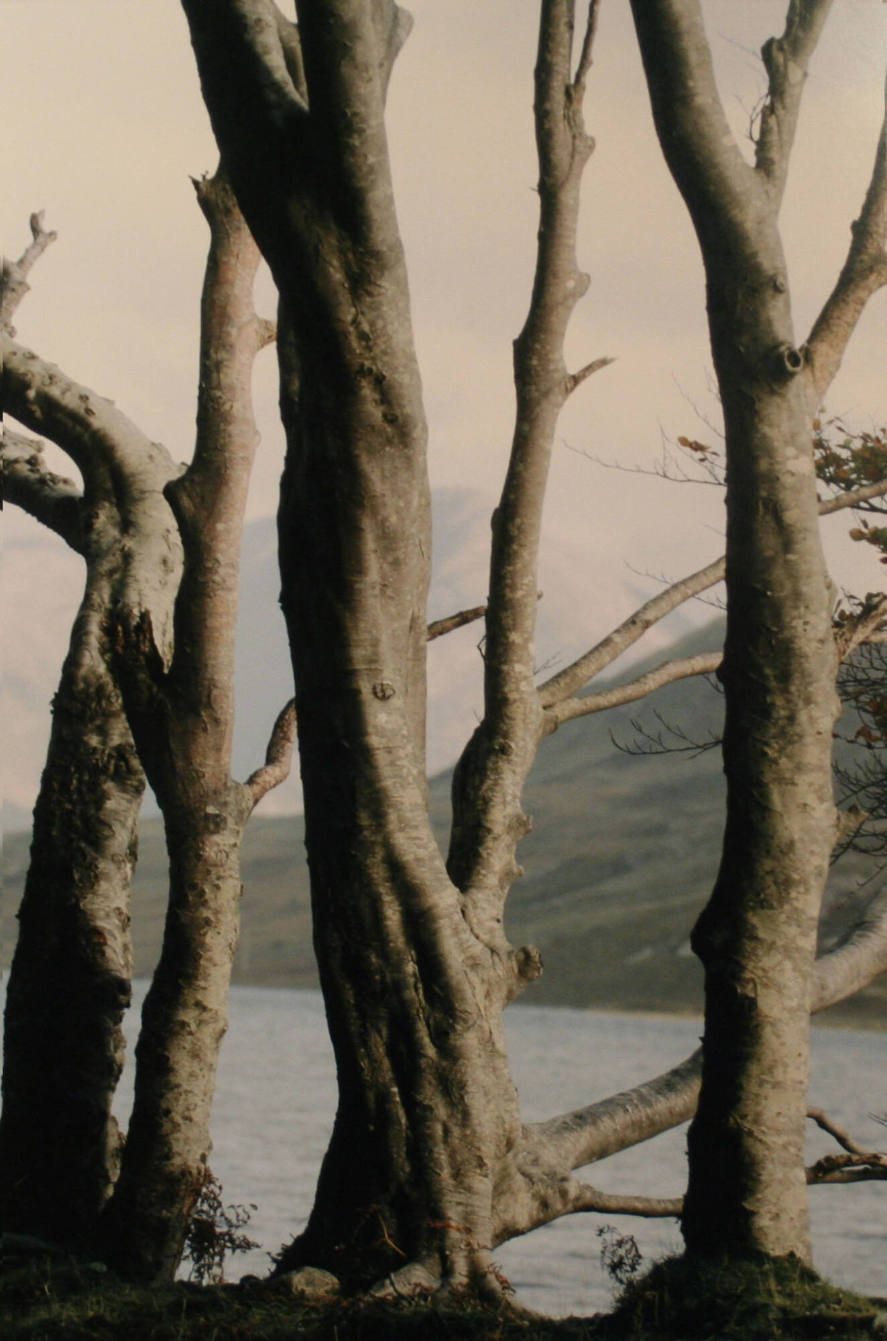 Bare Trees, Mayo