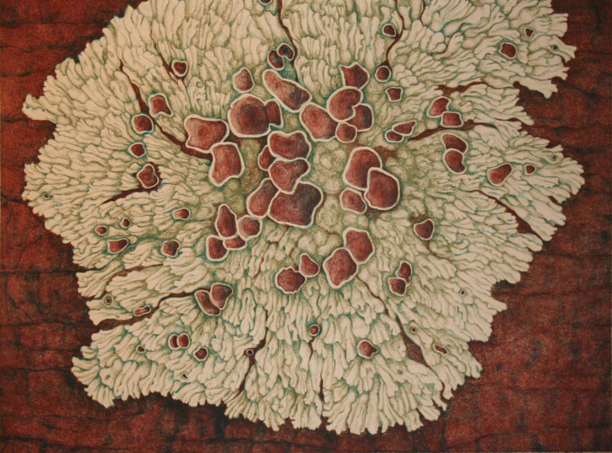 Crustose Lichen