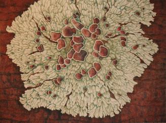 Crustose Lichen