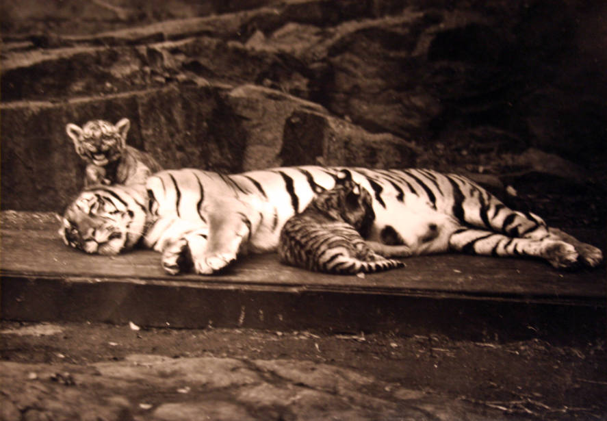 Resting Lion With Two Cubs