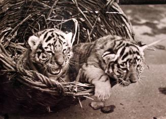 Two lion cubs in basket