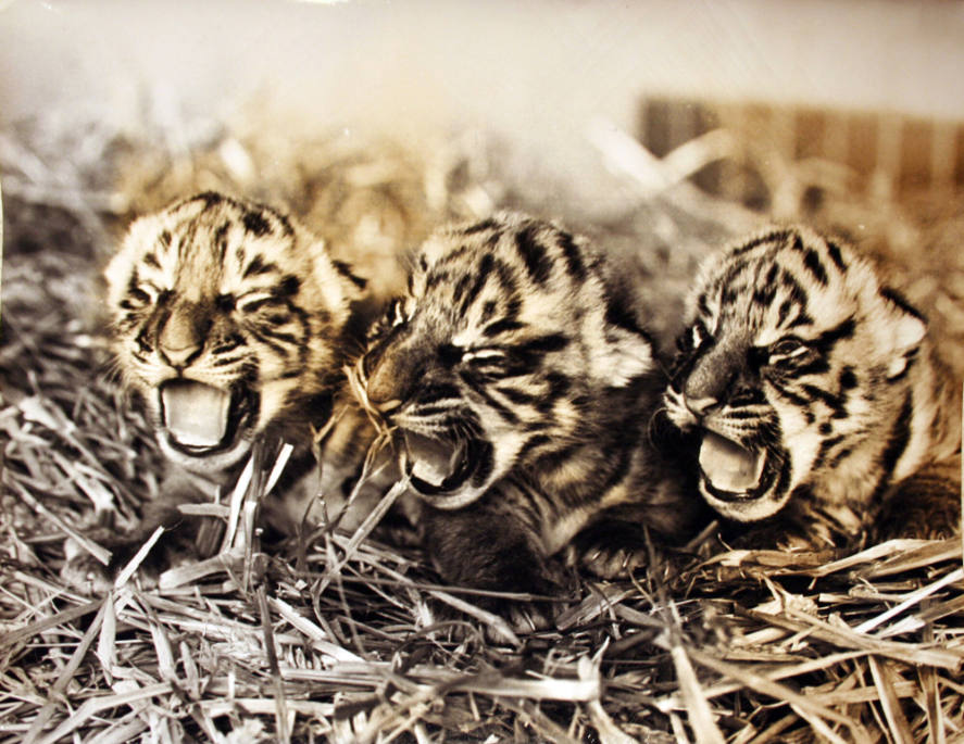 3 Yawning Tiger Cubs