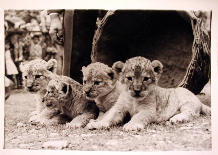 New Lion Cubs in Rome