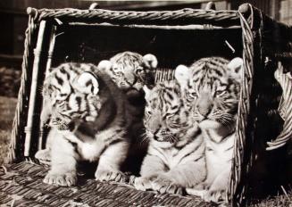 A Litter of Four at Leipzig Zoo