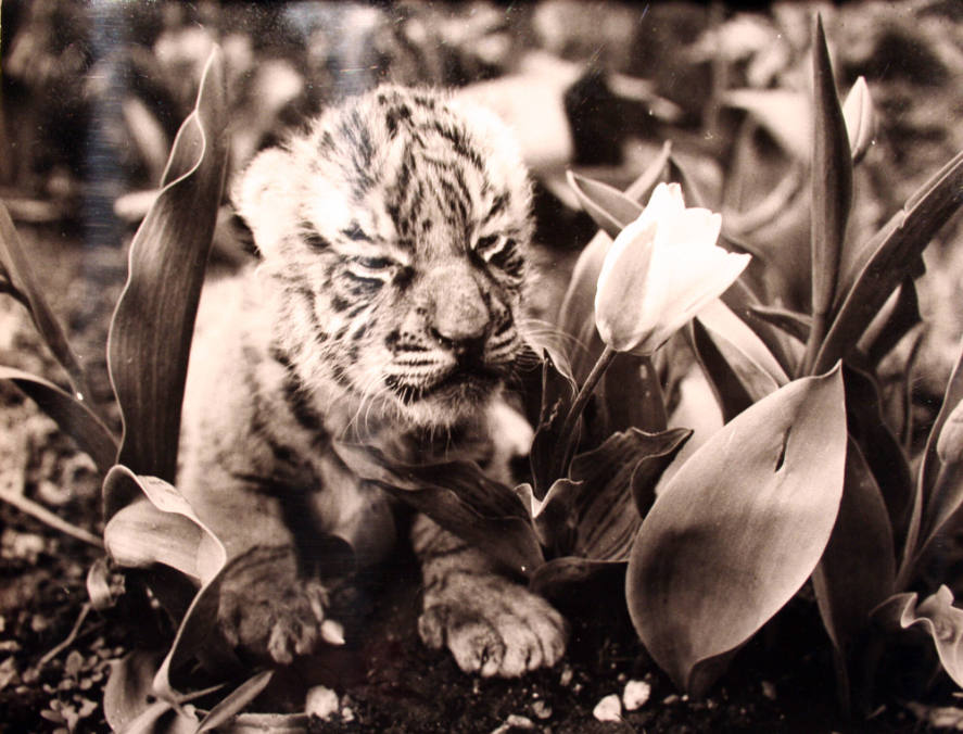 Lion Cub Sniffing Flower