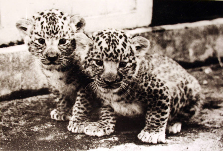 World's First "Leopons"