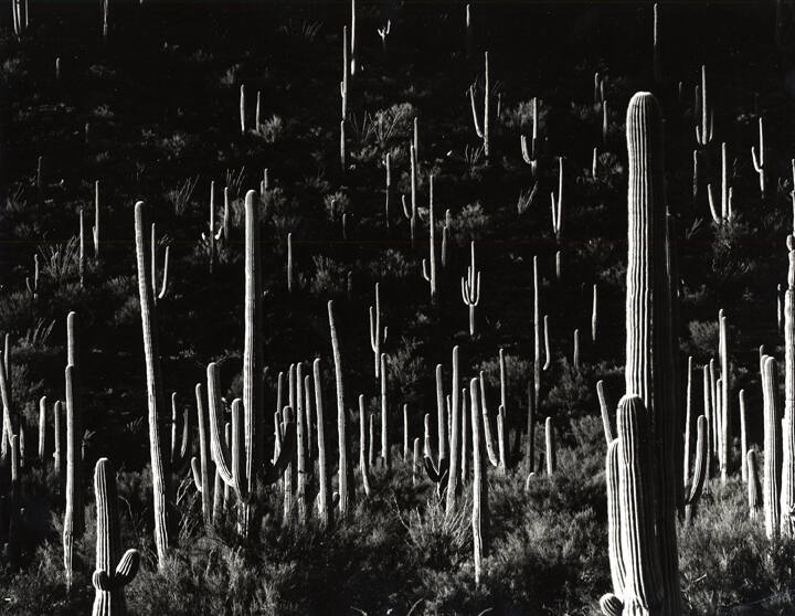 Untitled (Cacti)