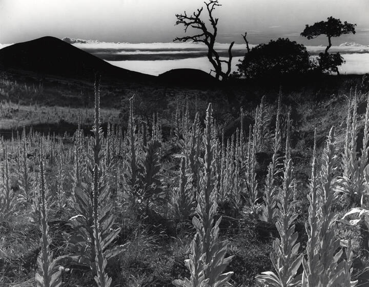 Untitled (Plants, Hawaii)