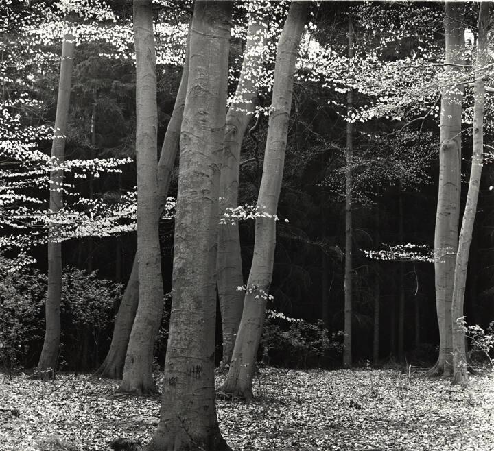 Untitled (Beech Forest, Netherlands)