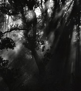 Untitled (Trees and Sunlight, Hawaii)