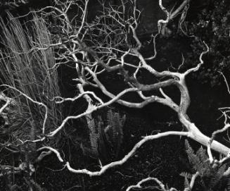 Untitled (Branch and Plants, Hawaii)