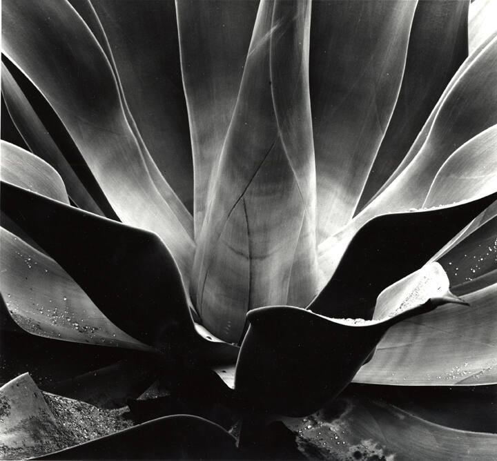 Untitled (Agave  Plant)