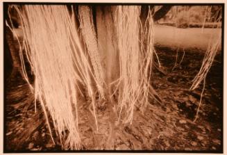 Luminations 19