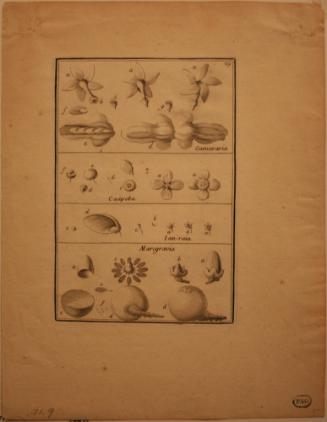 Untitled (Botanical Illustration)