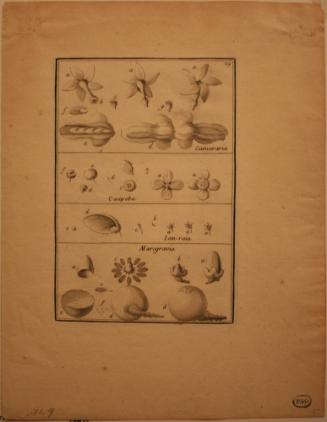 Untitled (Botanical Illustration)