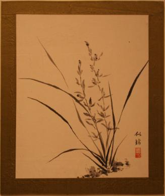 Orchids