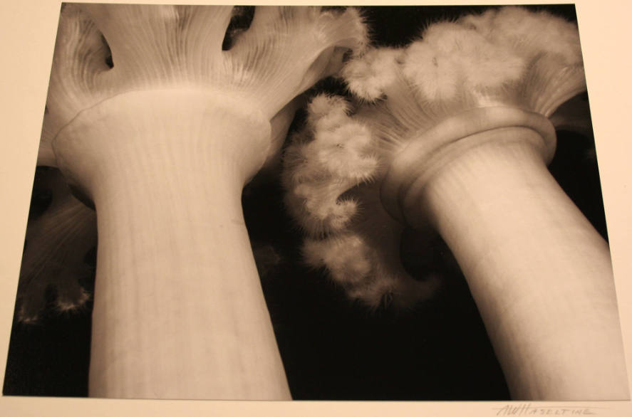 Guardians (Plant Forms), Monterey Bay, California