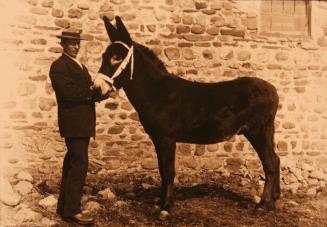 S.B. Shapley and Donkey