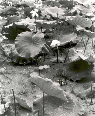 Lotus and Azola, West Lake, Zhejiang