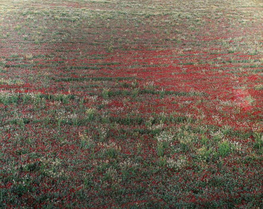 Red Clover and Wild Mustard, OR