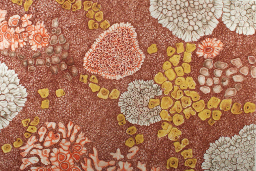 Crustose Lichen
