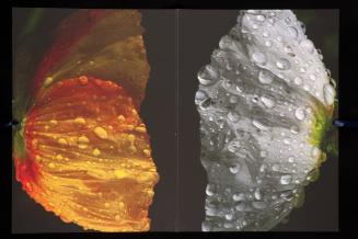 Flowers are Butterflies