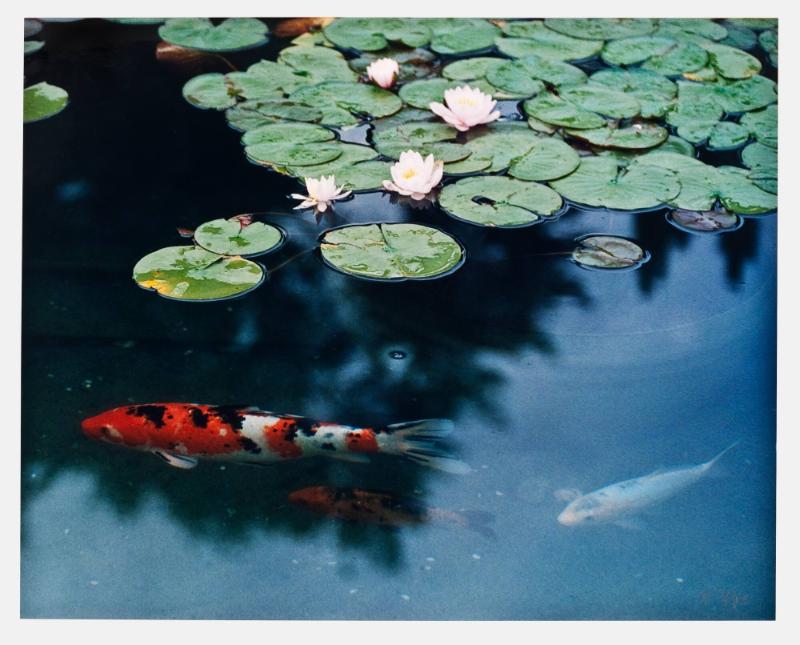 Gold Fish – Works – University Museums - Colgate University