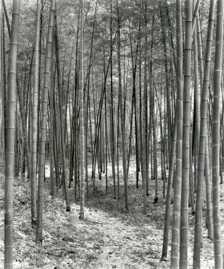 Bamboo Grove Near Hangzhou, Zhejiang