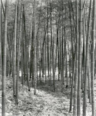 Bamboo Grove Near Hangzhou, Zhejiang