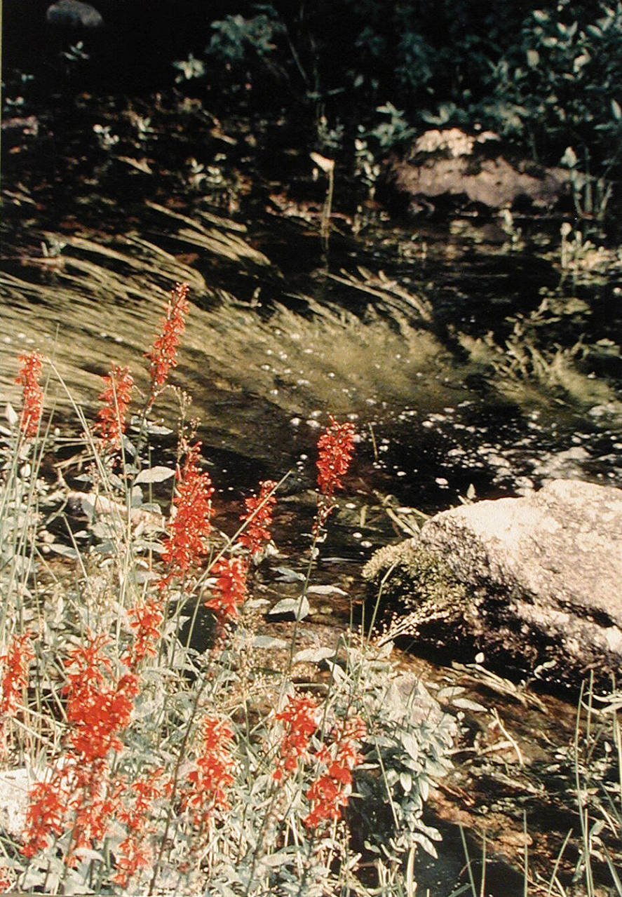 Cardinal Flowers