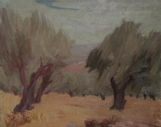 Olive Grove