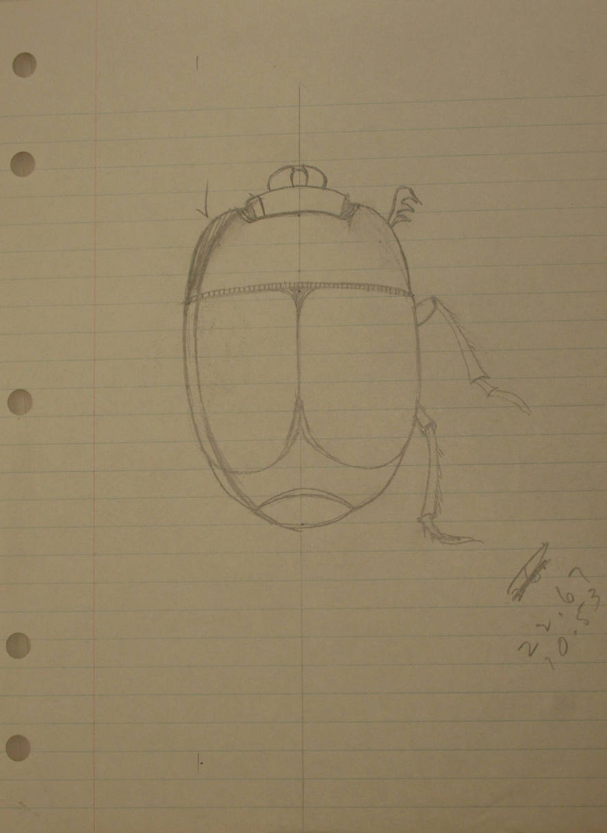 Insect with 3 Legs