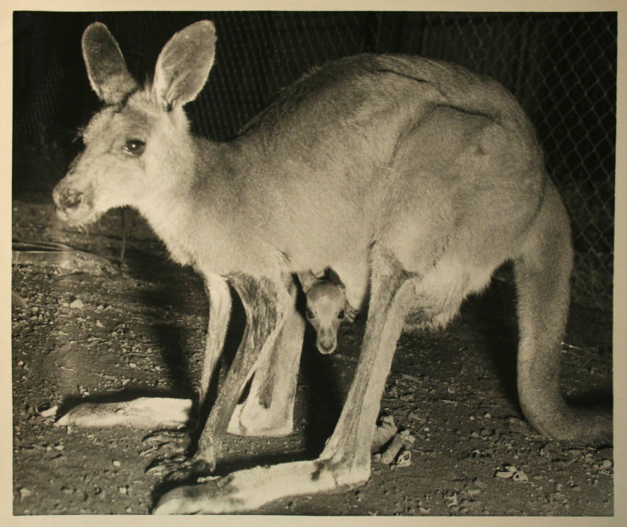 Lower Berth, Kangaroos