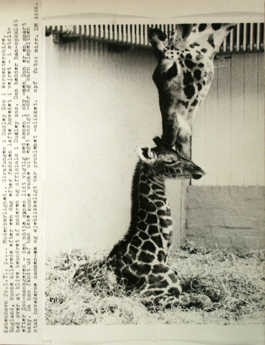 Giraffes, Mother Kissing Baby's Head