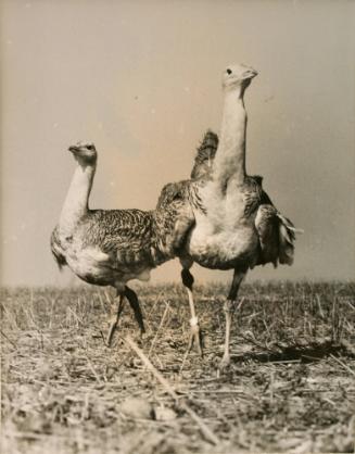 2 Ostriches