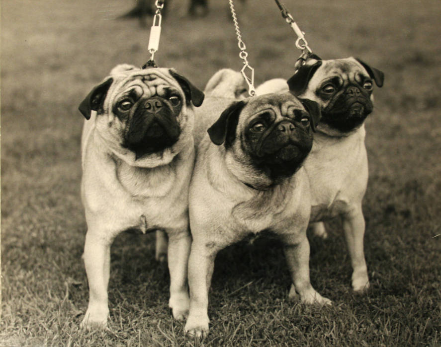 3 Pugs