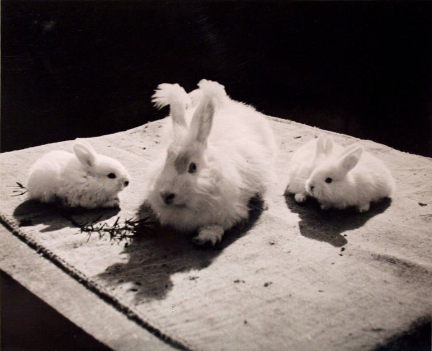 Fluffy ear rabbit with 3 bunnies