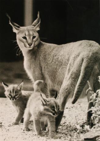 Lynx Kittens